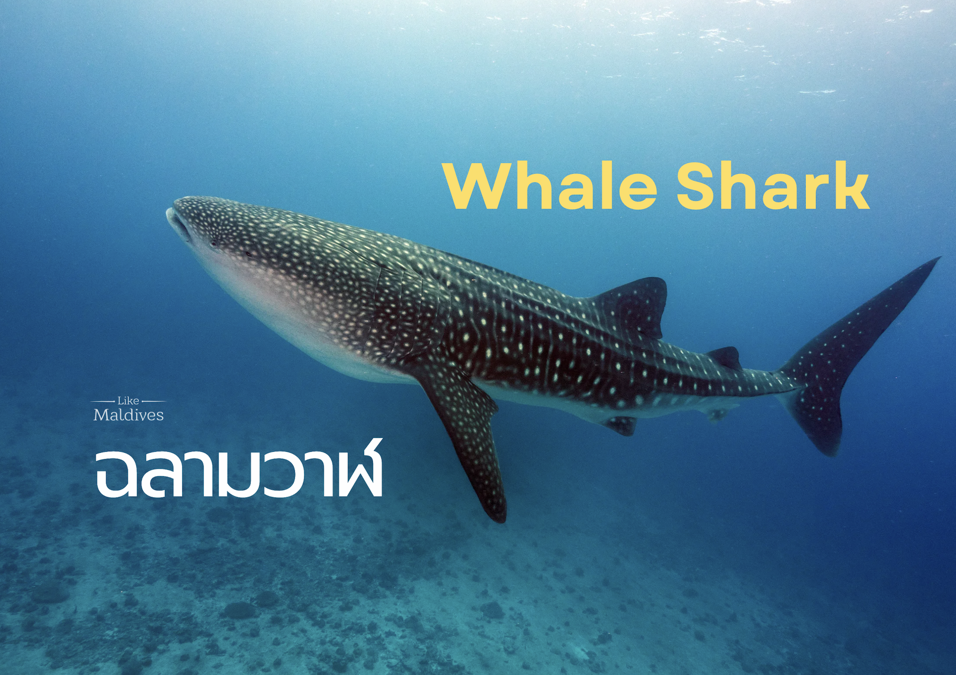 Whale-Shark-maldives